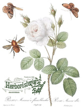 Load image into Gallery viewer, IOD Brocante Transfer, Sheet 3, Iron Orchid Designs