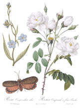 Load image into Gallery viewer, IOD Brocante Transfer, Sheet 8, Iron Orchid Designs