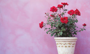 Ditsy Blooms Paint Inlay by IOD