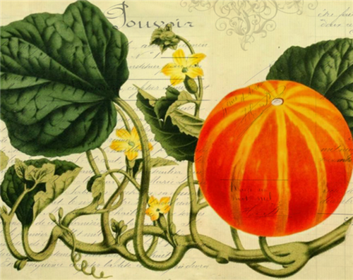 Orange Garden Pumpkin by Monahan Papers