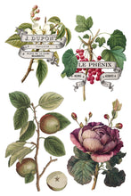Load image into Gallery viewer, Clementine Transfer by IOD