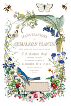 Load image into Gallery viewer, IOD Flora Greca Transfer sheet 4 of 8 featuring a botanical book page design with text 'Illustrations of Himalayan Plants...' with bird, butterflies, bees and label.