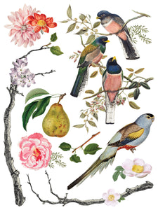 Menagerie Transfer by IOD