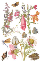 Load image into Gallery viewer, Primrose Isle Transfer by IOD