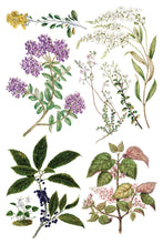 Load image into Gallery viewer, Sarah Featon’s Botanicals Transfer by IOD