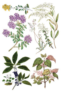 Sarah Featon’s Botanicals Transfer by IOD