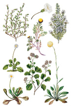 Load image into Gallery viewer, Sarah Featon’s Botanicals Transfer by IOD