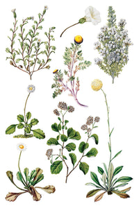 Sarah Featon’s Botanicals Transfer by IOD