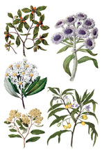 Load image into Gallery viewer, Sarah Featon’s Botanicals Transfer by IOD