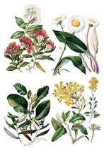 Load image into Gallery viewer, Sarah Featon’s Botanicals Transfer by IOD