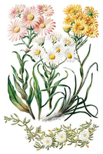 Load image into Gallery viewer, Sarah Featon’s Botanicals Transfer by IOD
