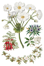 Load image into Gallery viewer, Sarah Featon’s Botanicals Transfer by IOD