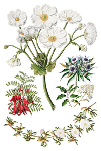 Sarah Featon’s Botanicals Transfer by IOD