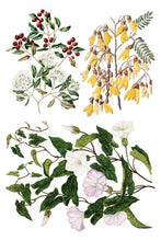 Load image into Gallery viewer, Sarah Featon’s Botanicals Transfer by IOD