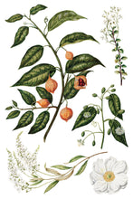 Load image into Gallery viewer, Sarah Featon’s Botanicals Transfer by IOD