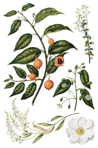 Sarah Featon’s Botanicals Transfer by IOD