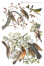 Load image into Gallery viewer, Vintage-style bird illustration print featuring multiple birds perched on branches with leaves and small red berries, arranged on a white background with handwritten text details.