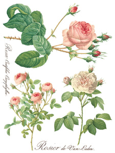 Rose Botanicals, Transfer by IOD, Iron Orchid Designs 3