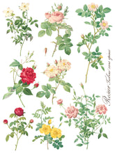 Load image into Gallery viewer, Rose Botanicals, Transfer by IOD, Iron Orchid Designs 4