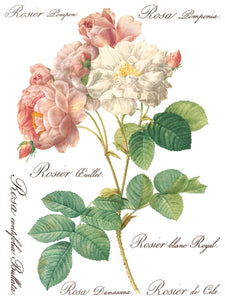 Rose Botanicals, Transfer by IOD, Iron Orchid Designs 5