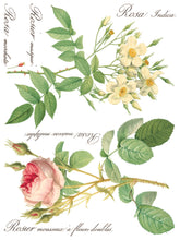 Load image into Gallery viewer, Rose Botanicals, Transfer by IOD, Iron Orchid Designs 6