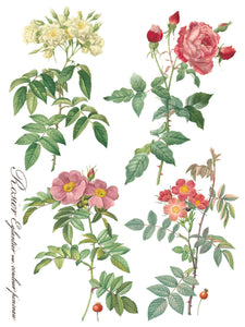 Rose Botanicals, Transfer by IOD, Iron Orchid Designs 7