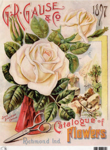 GR Gause & Co 1897 White Rose Catalog Rice Paper by Calambour Italy TT111