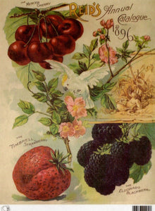 Reid's Annual Catalog Mercer Cherry Fruits 1896 Rice Paper by Calambour Italy TT51