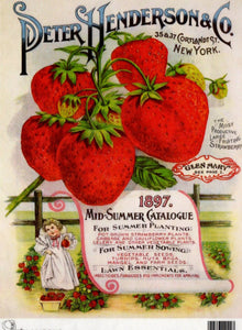 Peter Henderson Strawberries Mid-Summer Catalog 1897 Rice Paper by Calambour Italy TT62