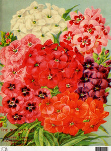 The Novelty Set Large Flowering Hardy Phlox Rice Paper by Calambour Italy TT79
