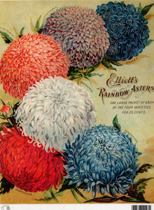 Elliott's Rainbow Asters Rice Paper by Calambour Italy TT80
