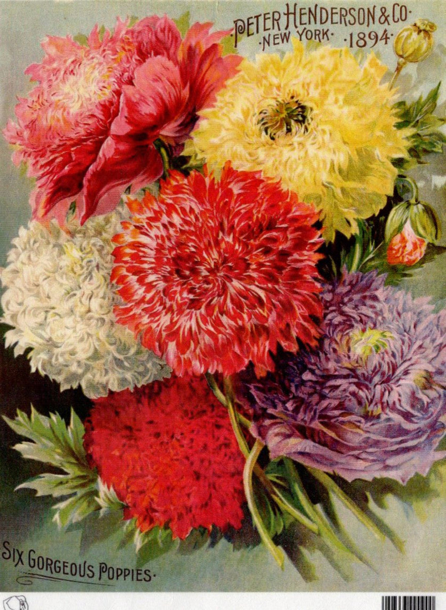 Henderson Six Gorgeous Poppies 1894 Rice Paper by Calambour Italy TT86 ...