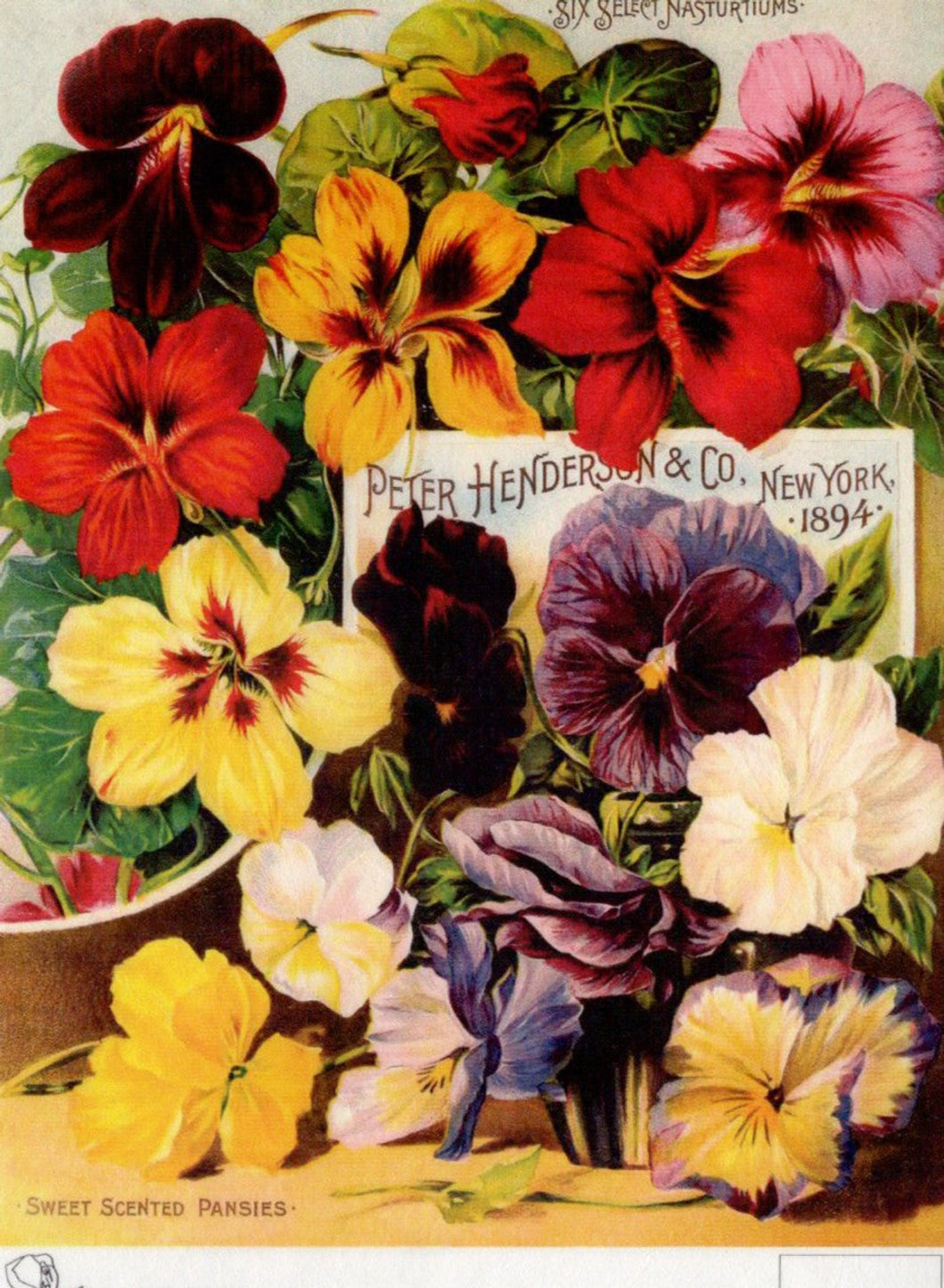 Peter Henderson Scented Pansies 1894 Rice Paper by Calambour Italy TT96