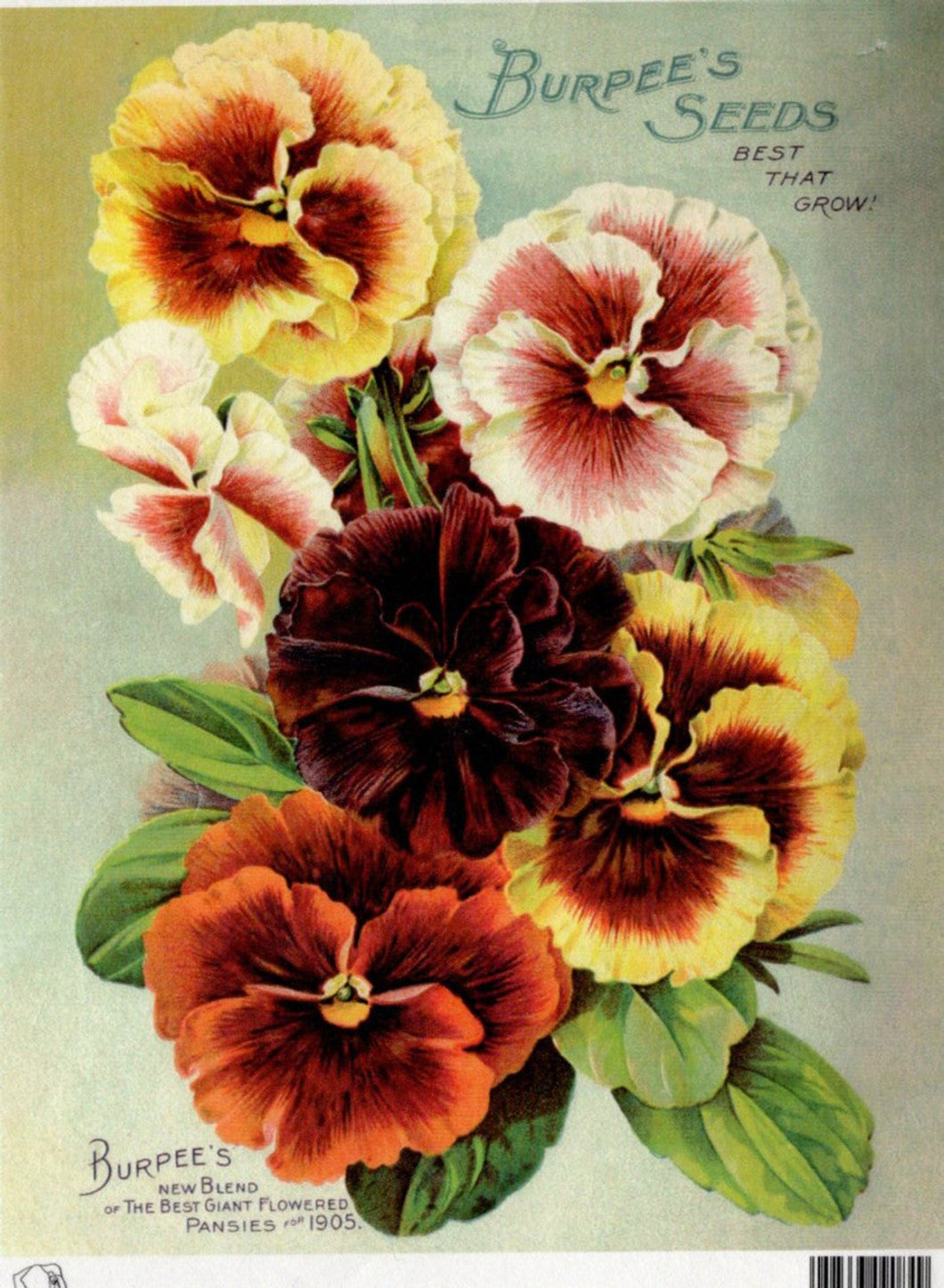 Burpees Seeds Pansies 1905 Rice Paper by Calambour Italy TT98