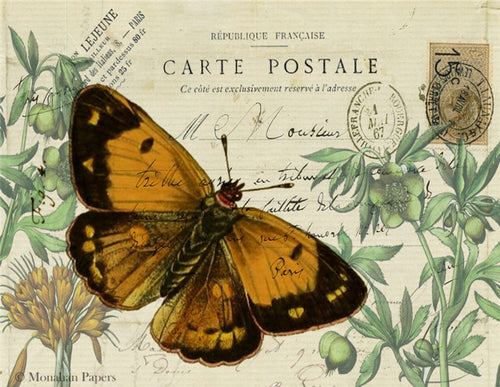 Orange Butterfly by Monahan Papers, SPS1435